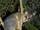 Common Brushtail Possum