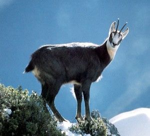 Where to see Chamois - WildSide - the World Wild Web