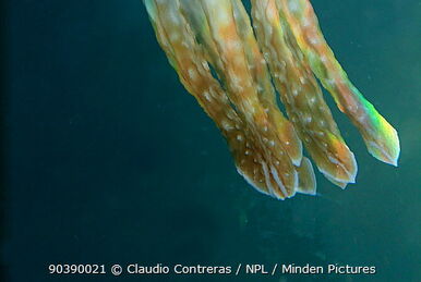 Heterometra crenulata - Graceful feather star - Taxo4254 - Wiki.nus