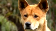 Animal Atlas (2004)