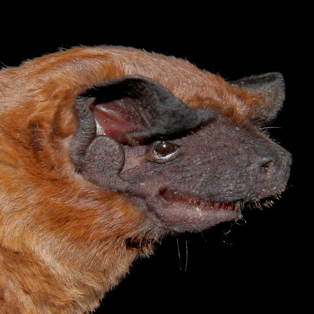 Cinnamon Dog-faced Bat | NatureRules1 Wiki | Fandom