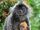Silvery Lutung