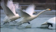 Birds Britannia (2010)