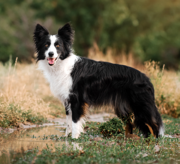 Border Collie