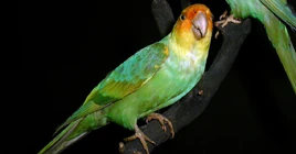Carolina-parakeet-1