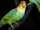Carolina Parakeet