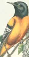 Oriole de Baltimore — Wikipédia