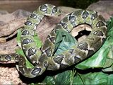 Madagascar Tree Boa