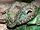 Madagascar Tree Boa