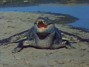 The Living Planet (1984)