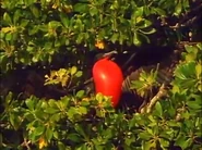 The Living Planet (1984)