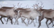 Winter's Hidden Wonders (2020)