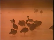 Africa's Animal Oasis (1992)
