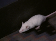 Animorphs (1998)