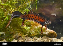 Danube-crested-newt-danube-newt-triturus-dobrogicus-male-romania-donau-FJ5GB9