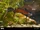 Danube Newt