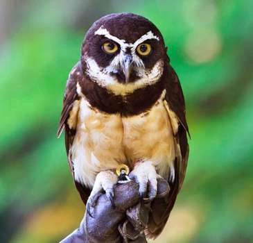 Spectacled Owl | NatureRules1 Wiki | Fandom