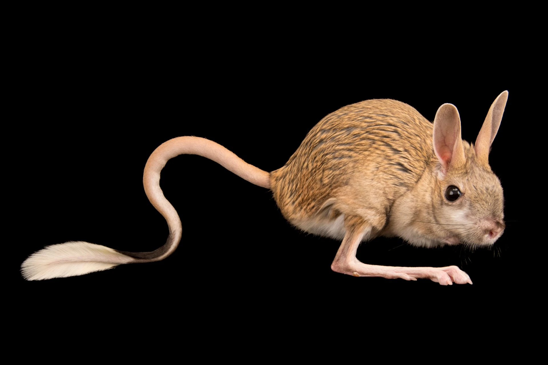 Great Jerboa | NatureRules1 Wiki | Fandom