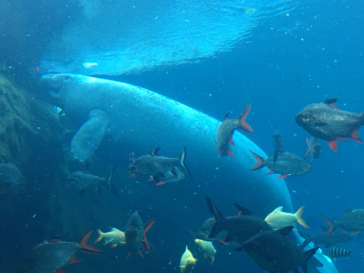 African Manatee | NatureRules1 Wiki | Fandom