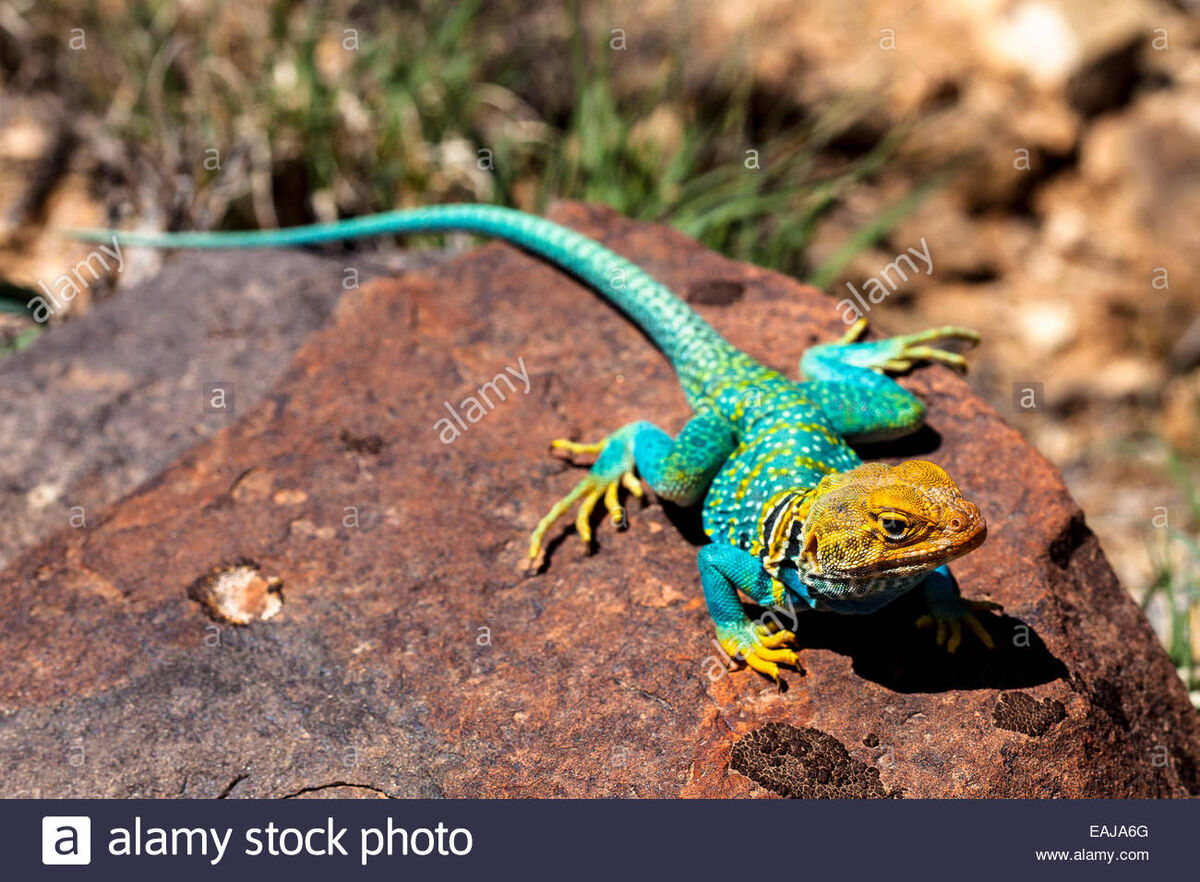 Common Collared Lizard, NatureRules1 Wiki