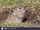 Black-lipped Pika