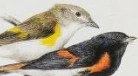 American Redstart | NatureRules1 Wiki | Fandom