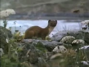 The Emerald Isle (1990)