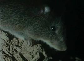The Living Planet Oxymycterus