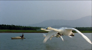 Winged Migration (2001)