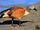 South African Shelduck