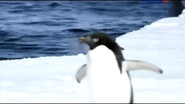 A Penguin's Life (2013)