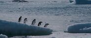 Eight Below (2006)