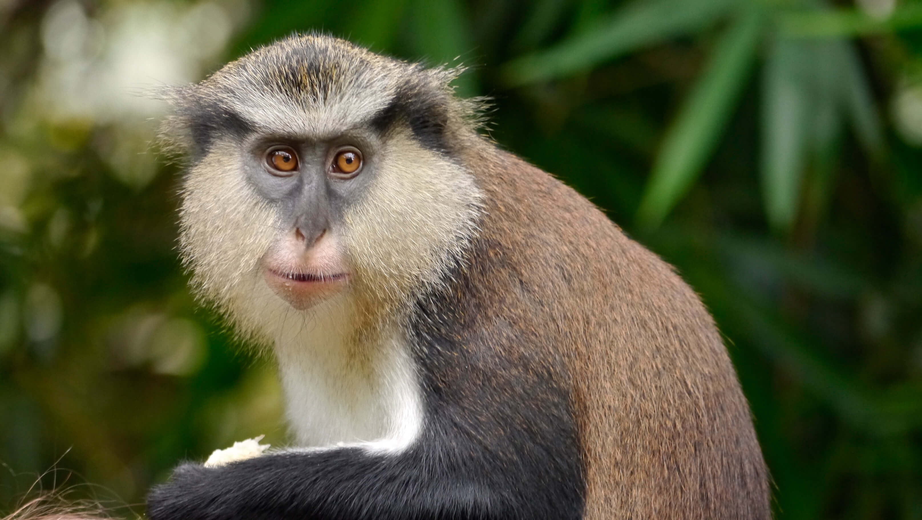 Mona monkey - Wikipedia