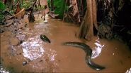 Amazon (1997)