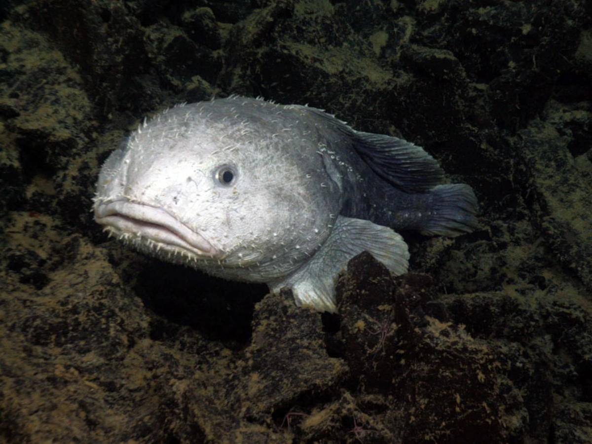 When a blobfish is - South Florida Wildlands Association