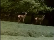 The World of Peter Rabbit and Friends (1992-1998)