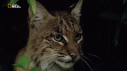 Urban Jungle (2014)