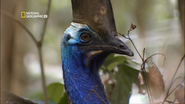 World's Deadliest Animals (2008)
