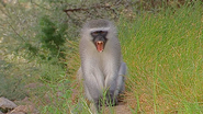 Zoo Clues (2013)