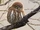 Austral Pygmy Owl