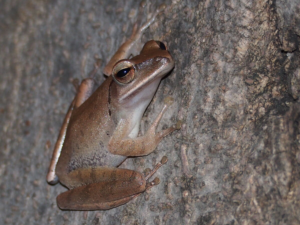 Common Tree Frog | NatureRules1 Wiki | Fandom
