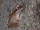 Common Tree Frog