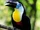 Channel-billed Toucan