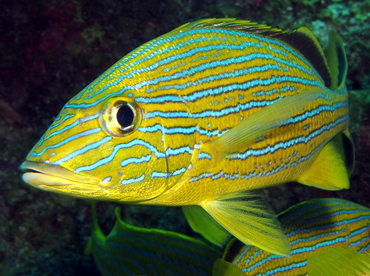 Bluestriped grunt - Wikipedia