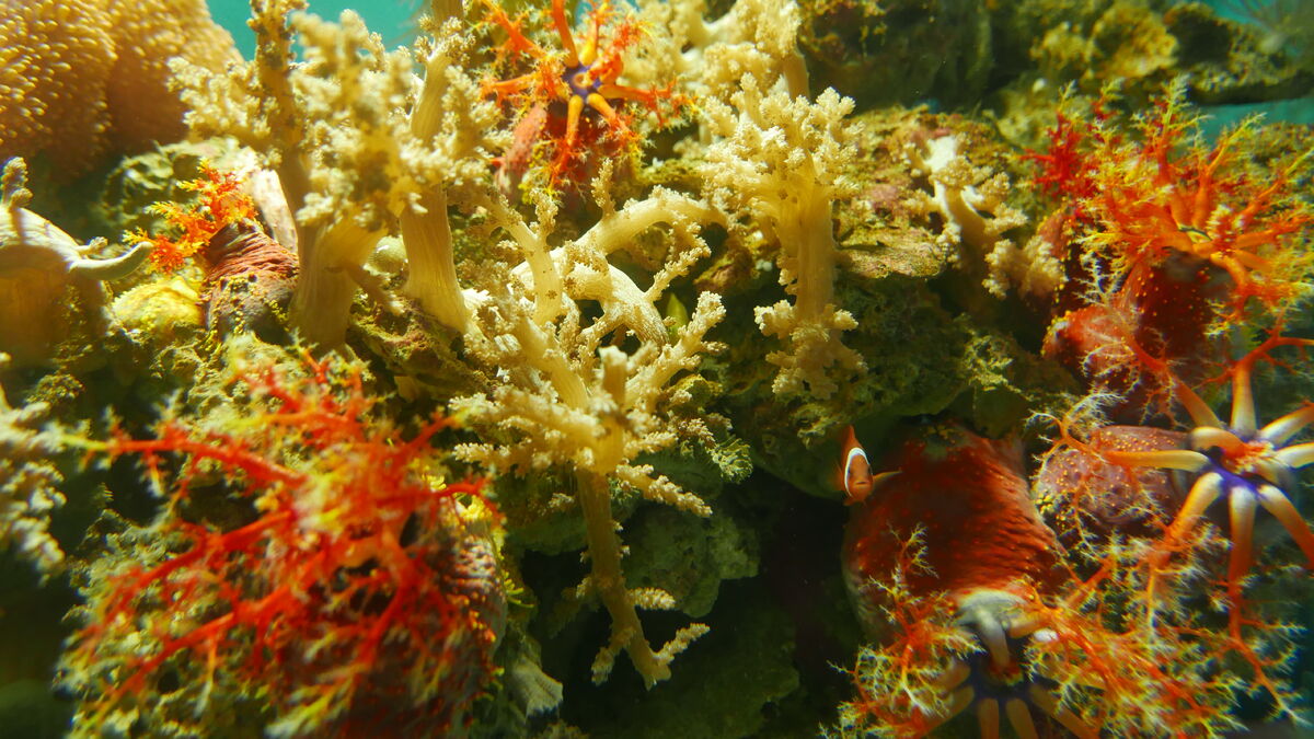 Branch Coral, NatureRules1 Wiki
