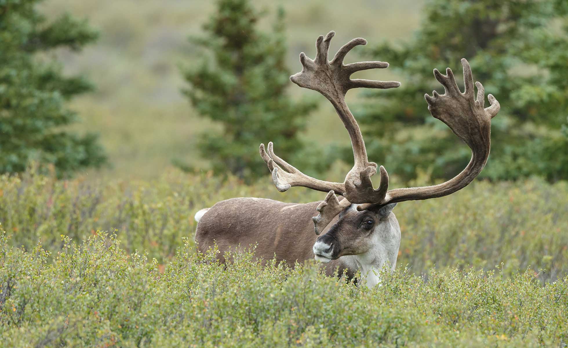 reindeer caribou