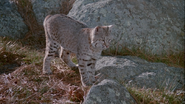 Cry Wilderness (1987)