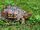 Eastern Box Turtle
