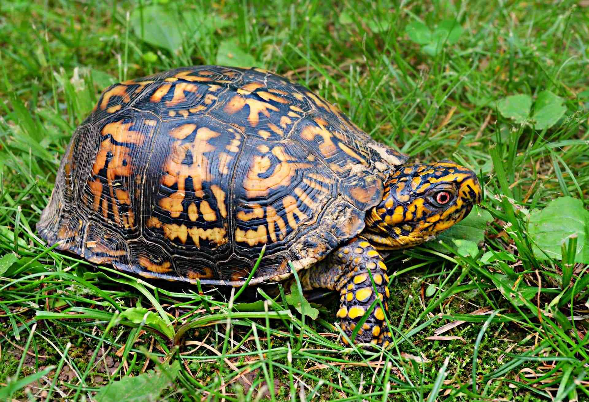 ernest goes to camp turtle