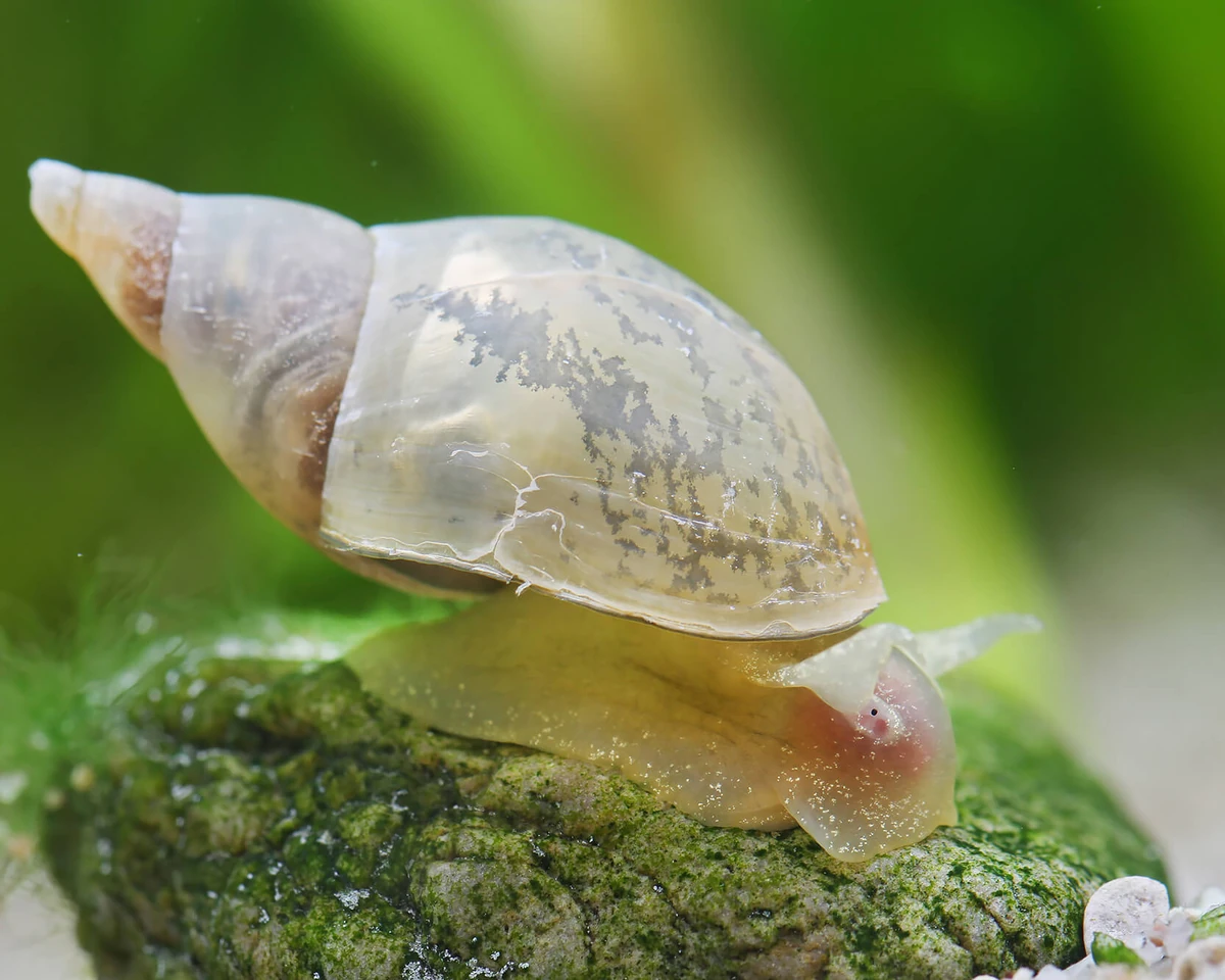 Great Pond Snail NatureRules1 Wiki Fandom